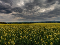 君去沧江望澄碧,鲸鲵唐突留馀迹的意思出处赏析