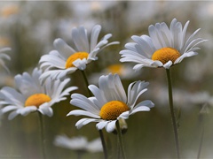 送人游蜀-古诗译文赏析(马戴)