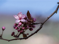 胡麻饼样学京都,面脆油香新出炉出处赏析-白居易《寄胡饼与杨万州》唐朝的著