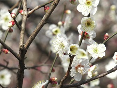 花犯,花犯,郭希道送水仙索赋